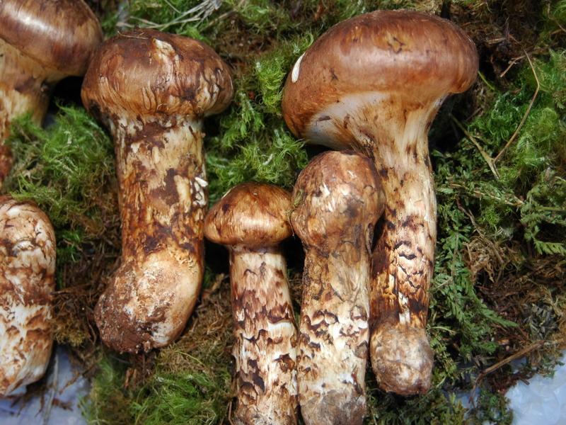 助推食用菌產(chǎn)業(yè)發(fā)展 云南已破解94種野生菌基因“天書”