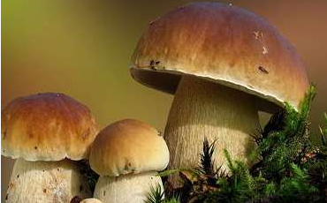 舌尖上的云南野生菌,燃燒著每個吃貨的味蕾