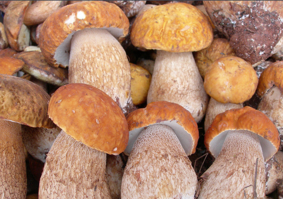 2017云南野生菌少量上市，見手青最高450元/公斤