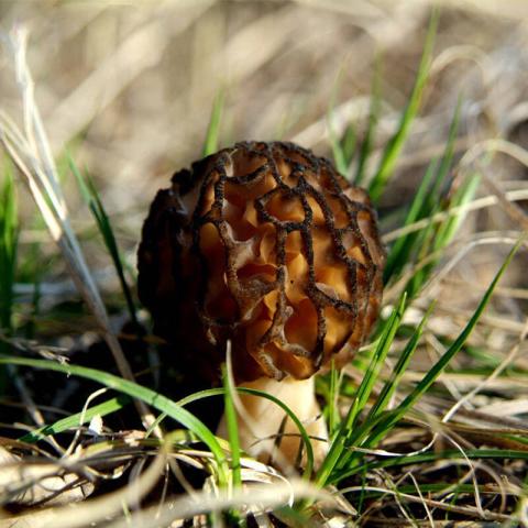 村里一種野生菌，現(xiàn)在逐步減少，一斤600多元價值很珍貴