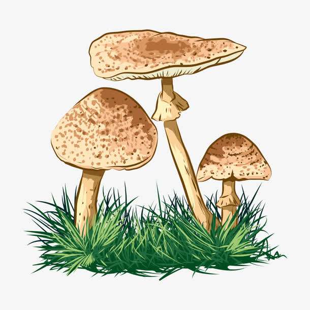 預(yù)警：野生菌中毒怎么防？怎么控？怎么辦？